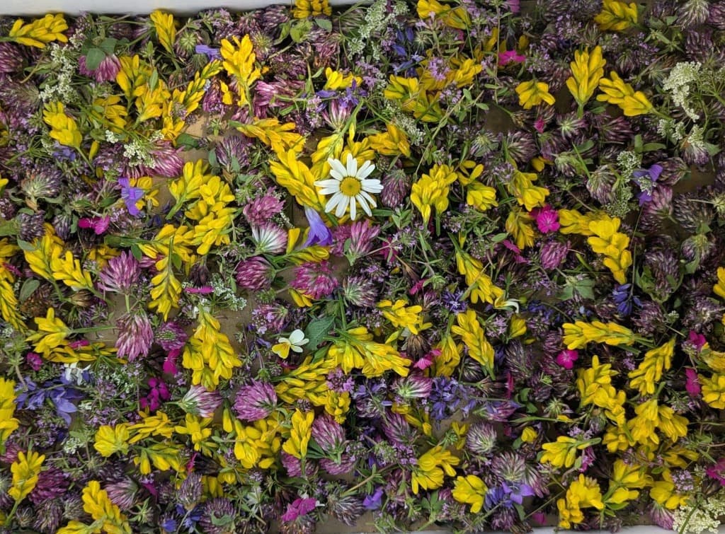 Colorful wildflowers collected on the Healing Trail